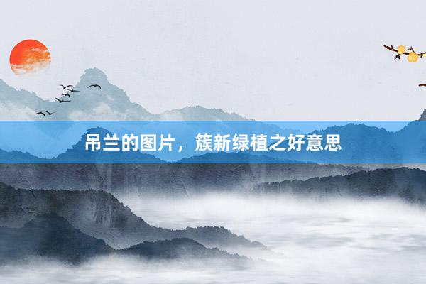吊兰的图片,簇新绿植之好意思